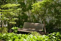 Wooden garden bench framed by Hostas and deciduous trees with Vitis - Climbing vines on white stucco wall in the Chinese Garden in late spring, Montreal, Botanical Garden, Quebec, Canada