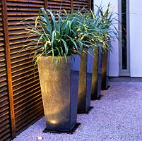 Astelia chathamica in four tall pots transforming a dull side alley 
