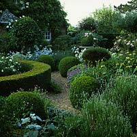 Formal front garden with Roses Kent and Penelope. In gravel - mounds of box, lavender, euonymus. Clumps of alchemilla, phlomis, campanula, hardy geranium.