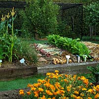 Calendula officinalis and a raised bed of onions - picked and drying next to rows of spinach, chives and sweet corn.