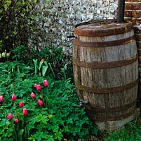 Old wooden barrel used as water butt on edge of bed with Tulipa 'Bellflowers' above hardy geranium.