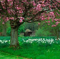 Prunus Kanzanm - Ornamental cherry, above swathes of daffodils in spring. Peeping through behind is a wooden boathouse beside a small lake.