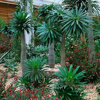 RHS Wisley Glasshouse houses 5000 tender or half hardy plants in  arid, temperate, tropical zones. Arid - Euphorbia milii - red flowers below slender trunks of Pachypodium lamerei .