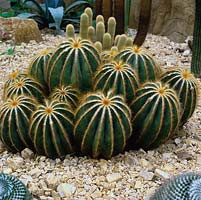 Parodia magnifica, cactus. RHS Wisley Glasshouse houses 5000 tender and half hardy plants in  arid, temperate or tropical zones. 