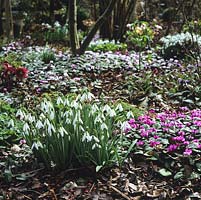 In winter, the woodland garden is bare save for clumps of Galanthus elwesii 'David Shackleton' snowdrops, winter aconites, Cyclamen coum and hellebores.