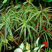 Carex phyllocephala 'Sparkler', a frost tender, variegated ornamental grass.