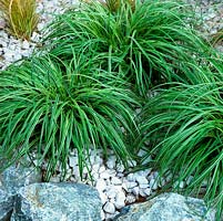 Carex elata 'Silver Spurs', ornamental grass, a deciduous perennial. Grown in rocks and pebbles.