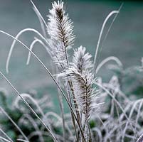 Pennisetum villosum - fountain grass - seedheads covered by frost