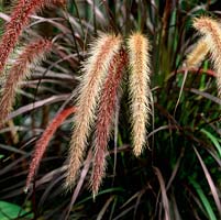 Pennisetum setaceum 'Rubrum' - red fountain grass.