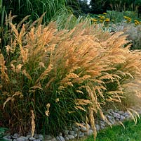 Stipa calamagrostis - feather grass. Feathery flowers turn buff in late summer.