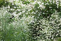White and green combination of Foeniculum vulgare - fennel, with Crambe cordifolia and philadelphus