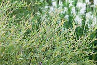 Salix purpurea 'Nancy Saunders' - Willow