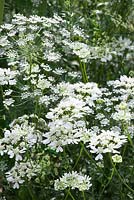 Ammi majus - Bishop's flower - with Orlaya grandiflora - White lace flower
