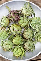 Harvested artichokes on a silver tray. Cynara cardunculus Scolymus Group