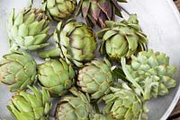 Harvested artichokes on a silver tray. Cynara cardunculus Scolymus Group