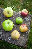 Arrangement of apple varieties. Apple 'Blenheim Orange', 'Lord Derby', 'Egremont Russet', 'Granny Smith', 'Cox's Orange Pippin' and 'Spartan'