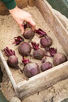 Storing beetroot. Placing in box on layer of sand