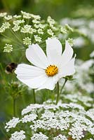 Cosmos bipinnatus 'Purity' with Ammi majus - Bishop's Flower, in the meadow at Perch Hill