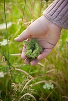 Harvesting seed of Wild Carrot, Daucus carota - Queen Anne's Lace