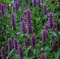 Agastache rugosa 'Liquorice Blue', aromatic perennial forming dense clumps of tall spikes of blue flowers in summer.