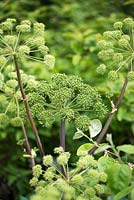Angelica archangelica, angelica, an architectural biennial that towers above head height. Self seed once happily established.