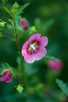 Anisodontea capensis, a South African tender perennial that thrives as a prolific pot plant. Flowers in August