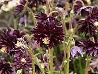 Aquilegia vulgaris var. stellata 'Black Barlow', grannys bonnet or columbine, a deep maroon herbaceous perennial flowering in summer.