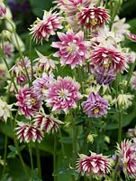 Aquilegia vulgaris var. stellata 'Nora Barlow', grannys bonnet or columbine, a pink and white herbaceous perennial flowering in summer.