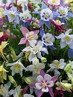 Aquilegia Songbird Series, Granny's Bonnets or Columbine, a herbaceous perennial flowering from late spring.