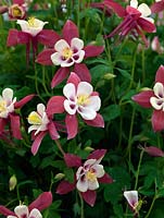Aquilegia 'Songbird Chaffinch', Columbine, a herbaceous perennial flowering from late spring with dainty maroon and white flowers.