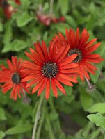 Arctotis 'Red Devil', African daisy, a short-lived perennial 