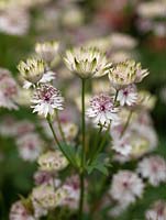 Astrantia major 'Rubra', Hattie's pincushion or masterwort, a herbaceous perennial bearing masses of pretty, creamy, straw-like flowers in summer.