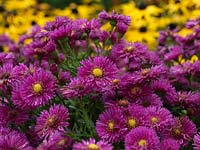 Aster amellus Veilchenkonigin, or Violet Queen, a Michaelmas daisy with vibrant, rich pink flowerheads and yellow centres