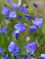 Campanula rotundifolia, a perennial bearing nodding, blue, bell like flowers in summer