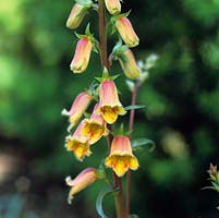Digitalis obscura, foxglove. Bears racemes of red veined, rust brown to yellow or orange flowers in early summer.
