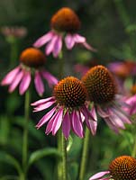 Echinacea purpurea 'Kim's Knee High', coneflower, a long lasting perennial loved by bees and butterflies. Compact form, shorter than most.