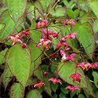 Epimedium x rubrum, 'Bishops Mitre', a perennial flowering in spring with handsome leaves and pretty little pink flowers.