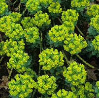 Euphorbia myrsinites. Evergreen perennial bearing luminous green flower heads in early spring.