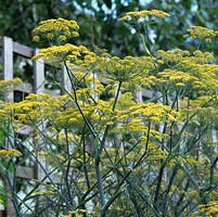 Foeniculum vulgare, fennel, is a self-seeding perennial with aniseed flavoured fine leaves and, in summer, tiny yellow flowers followed by aromatic seeds.