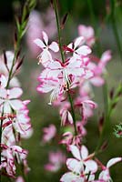 Gaura  lindheimeri Rosy Jayne, a pretty herbaceous perennial that sends up spikes of pink flowers all summer long. Drought tolerant.