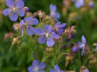 Geranium pratense 'Mrs Kendal Clarke', hardy geranium, bears masses of light blue flowers in summer. Good ground cover. Herbaceous perennial.