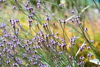Verbena macdougalii 'Lavender Spires' flowering in Summer