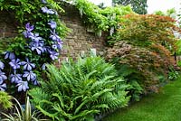 Walled garden with narrow borders, planted with Ferns, Acers, flowering Clematis 'Mrs Cholmondeley' and Wisteria floribunda 'Alba', in June