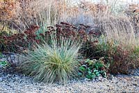 Festuca mairei and Sedum 'Herbstfreude' seed heads in an herbaceous border in Winter.  