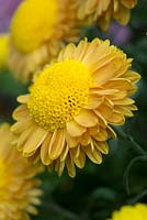 Chrysanthemum 'Bill Anderton' 2014