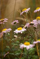 Chrysanthemum 'Innocence' amongst Pennisetum alopecuroides 'Cassian's choice'