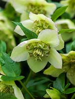 Helleborus x hybridus, producing flowers of varied colour in late winter and early spring, they prefer full sun or partial shade.