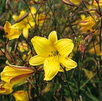 Hemerocallis Corky, a golden, scented daylily with maroon marking on outside of petals.