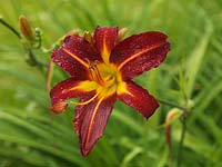 Hemerocallis Stafford, daylily, a herbaceous perennial which in summer bears dramatic, lily-shaped, red and gold flowers.