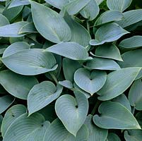 Hosta Halcyon, a perennial with heart-shaped, glaucous, bright grey-blue leaves.
